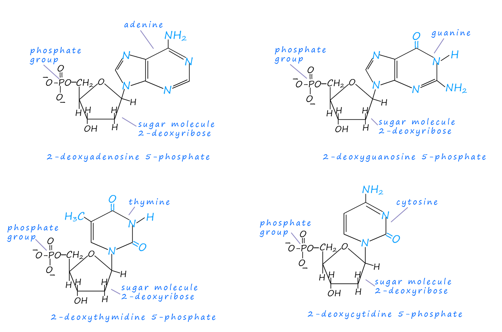 struture of the 4 possible nucleotides in DNA